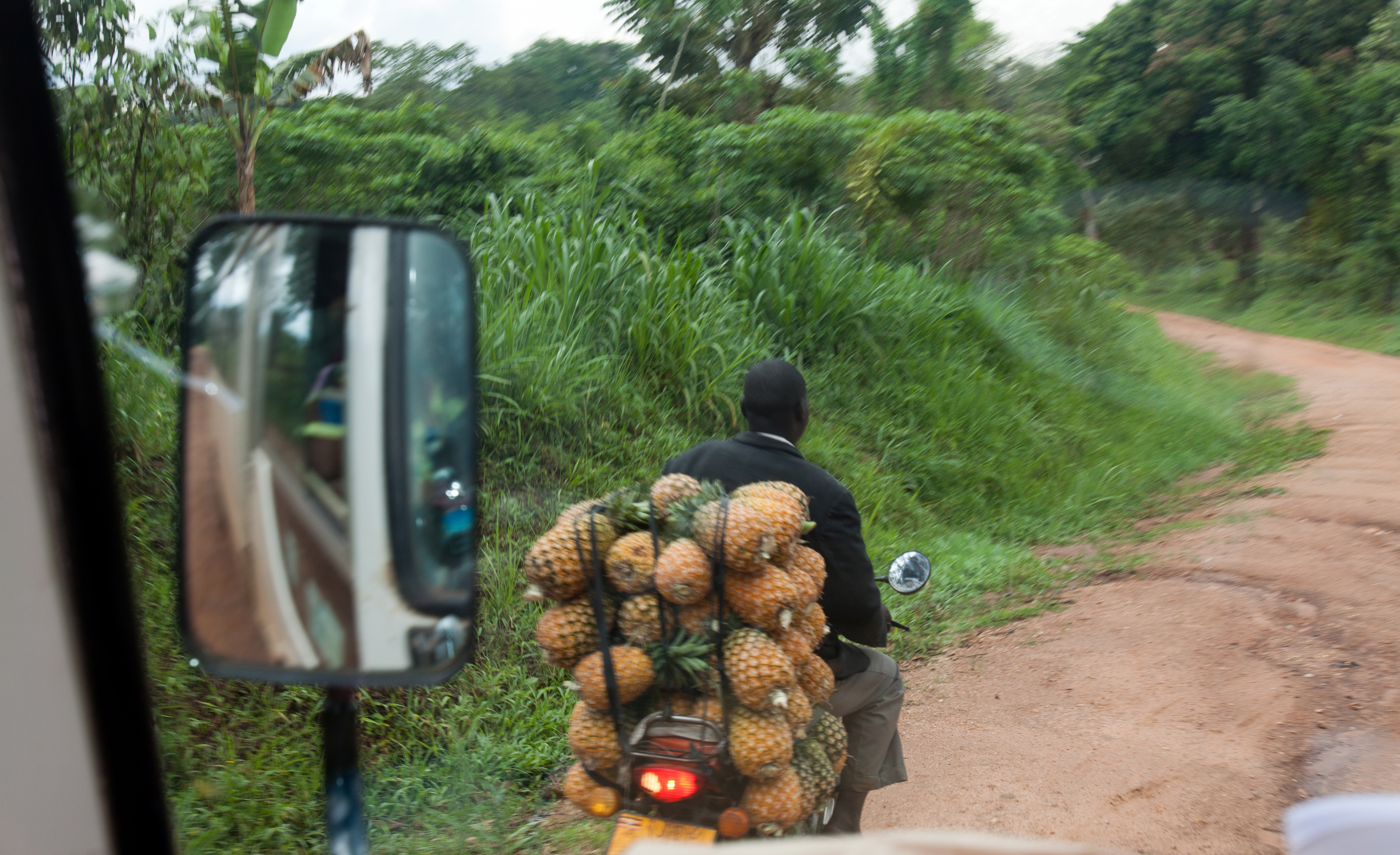 Organic farm landscape